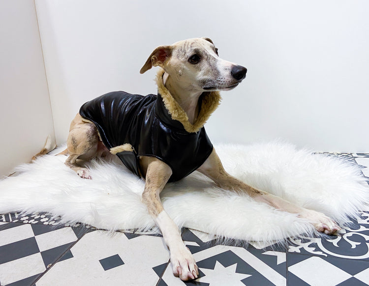 Manteaux whippets et autres lévriers