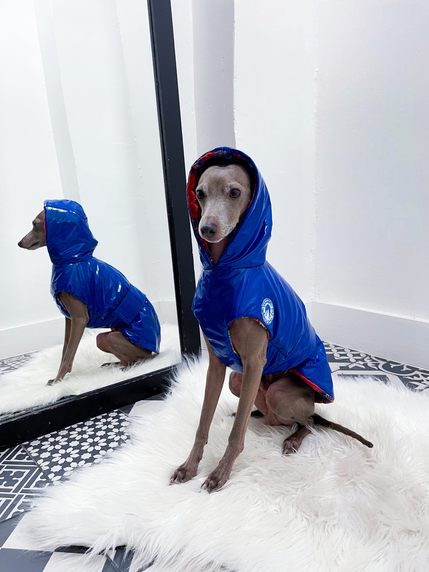 Blouson imperméable petit lévrier italien innoverto.dog