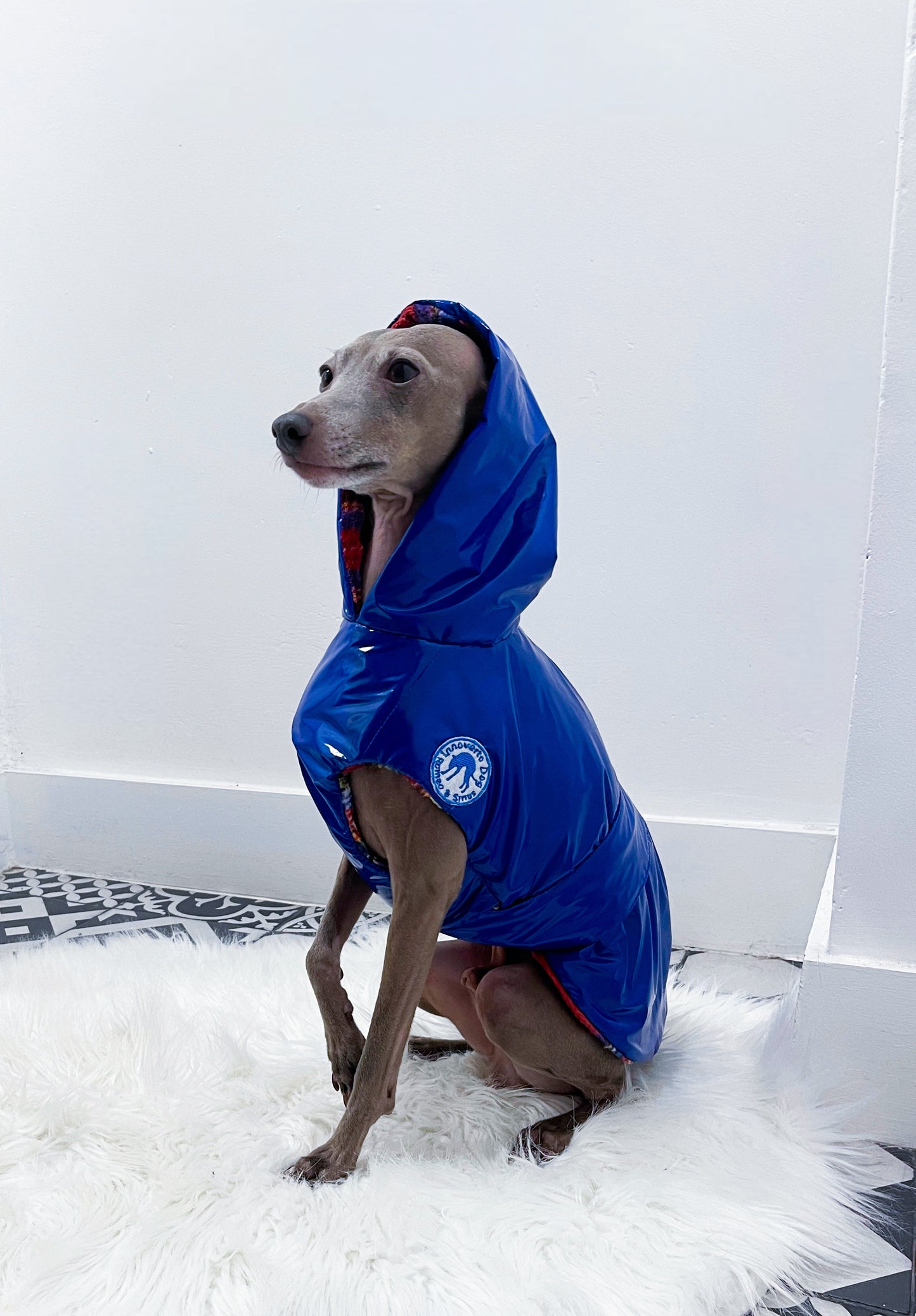 Blouson imperméable petit lévrier italien innoverto.dog