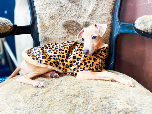 Manteau petit lévrier italien innoverto.dog