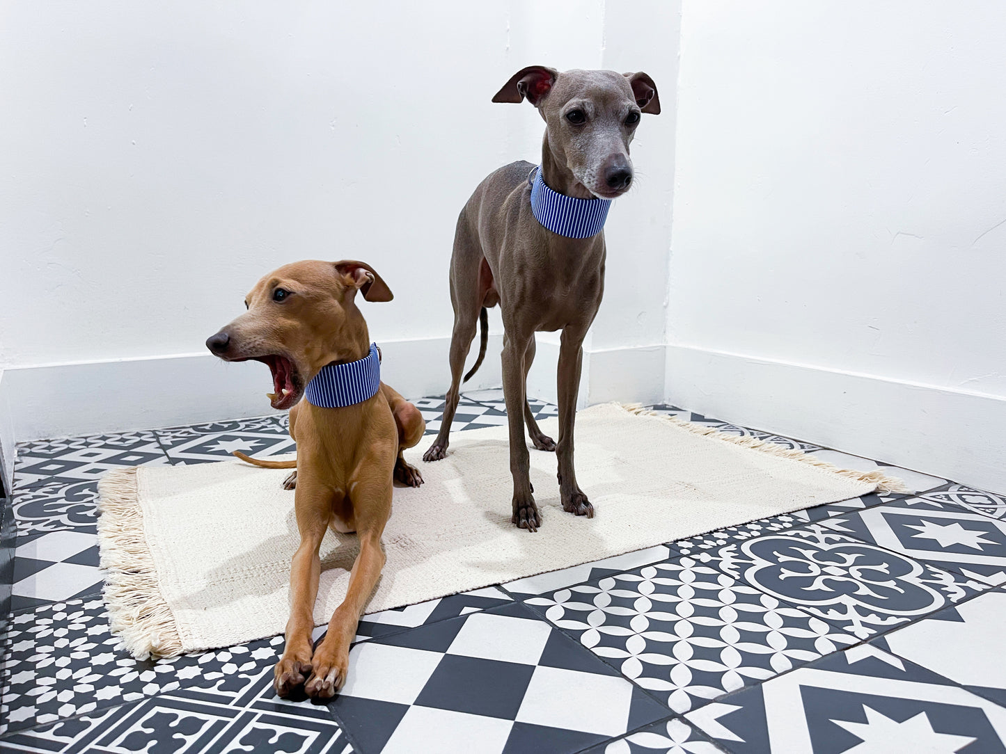 Collier martingale petit lévrier italien innoverto-dog - martingale lévrier innoverto-dog