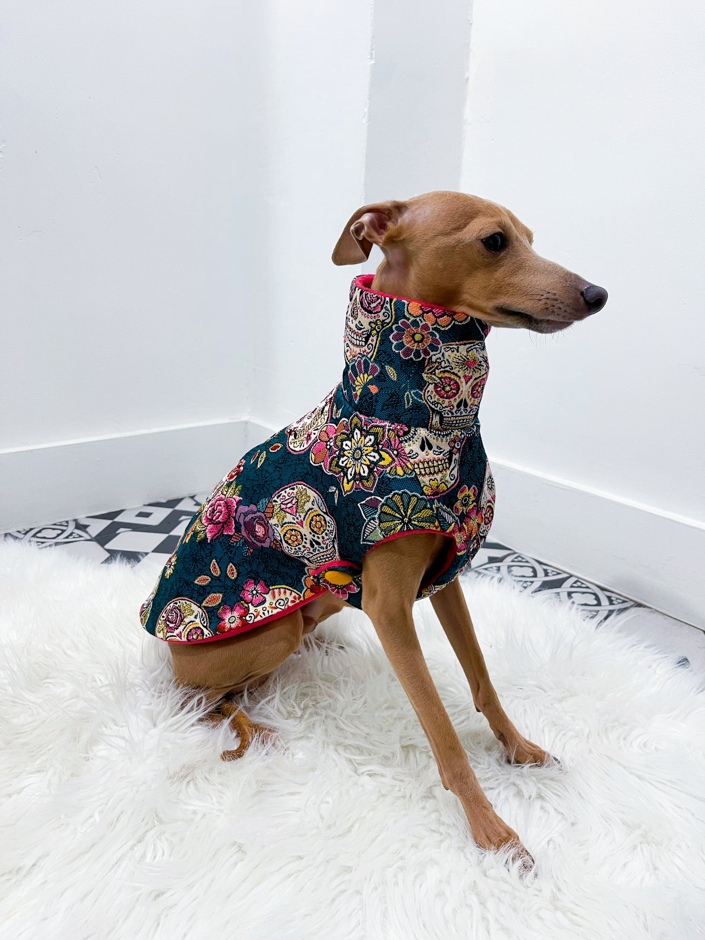 manteau petit lévrier italien innoverto.dog