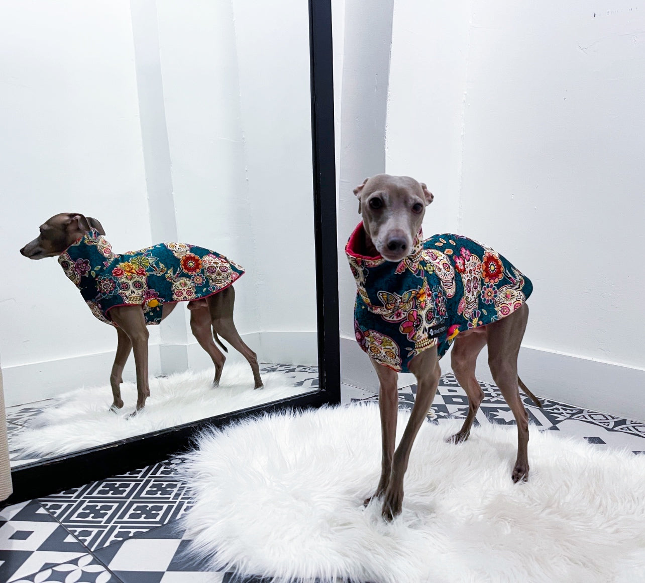 manteau petit lévrier italien innoverto.dog