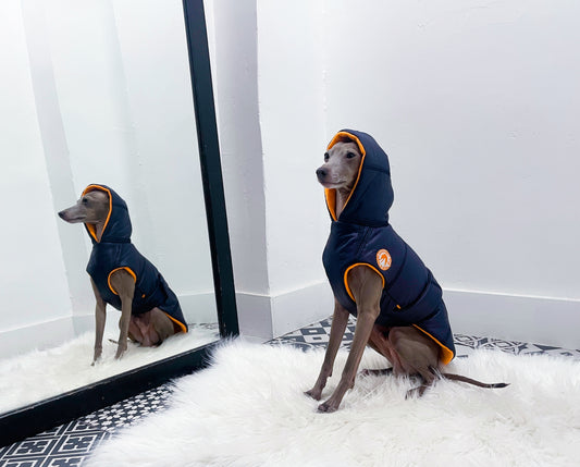 Doudoune petit lévrier italien innoverto.dog