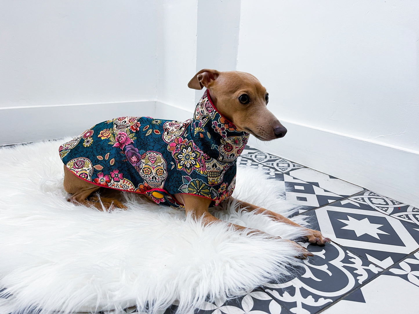 manteau petit lévrier italien innoverto.dog