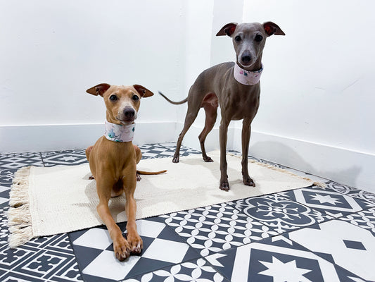 Collier martingale petit lévrier italien innoverto-dog - martingale lévrier innoverto-dog