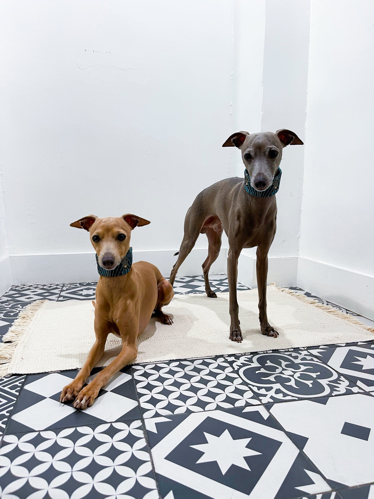 Collier martingale petit lévrier italien innoverto-dog - martingale lévrier innoverto-dog