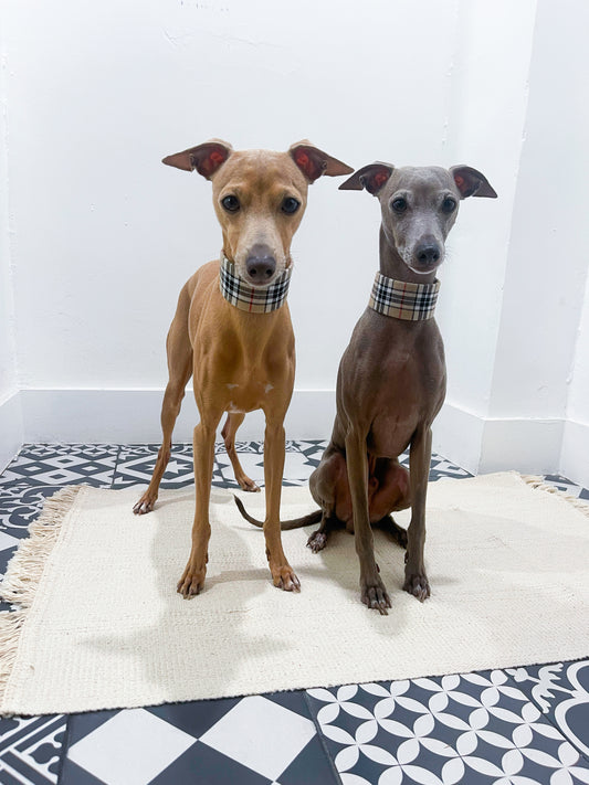 Collier martingale petit lévrier italien innoverto-dog - martingale lévrier innoverto.dog