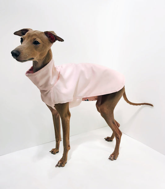 Sirius debout portant la face rose uni du coupe-vent réversible INnOVERTO Dog.