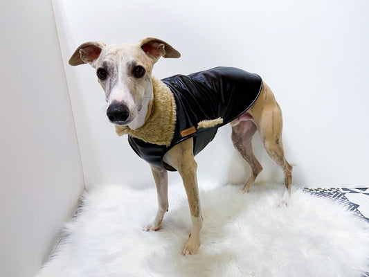 Blouson aviateur whippet innovertodog