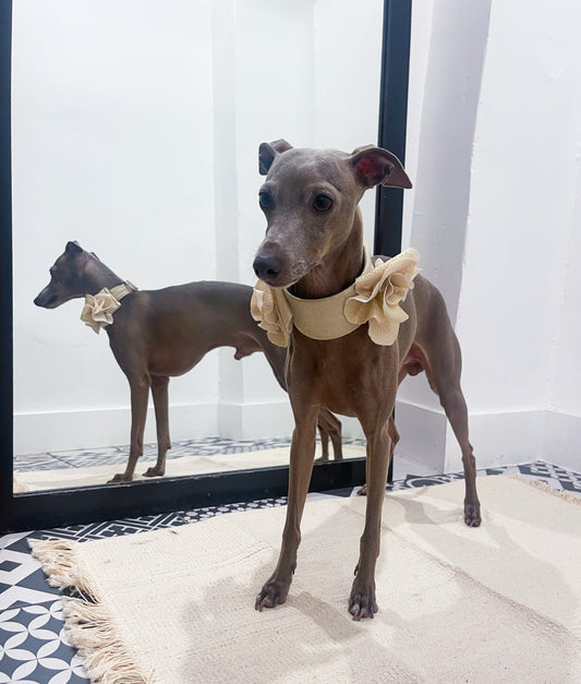 Collier martingale lévrier - Collier luxe lévrier