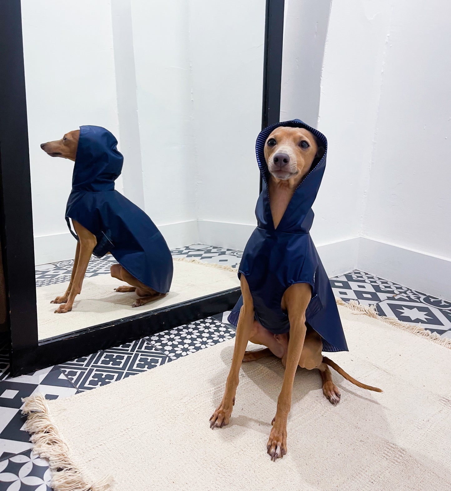 Imperméable petit lévrier italien innovertodog
