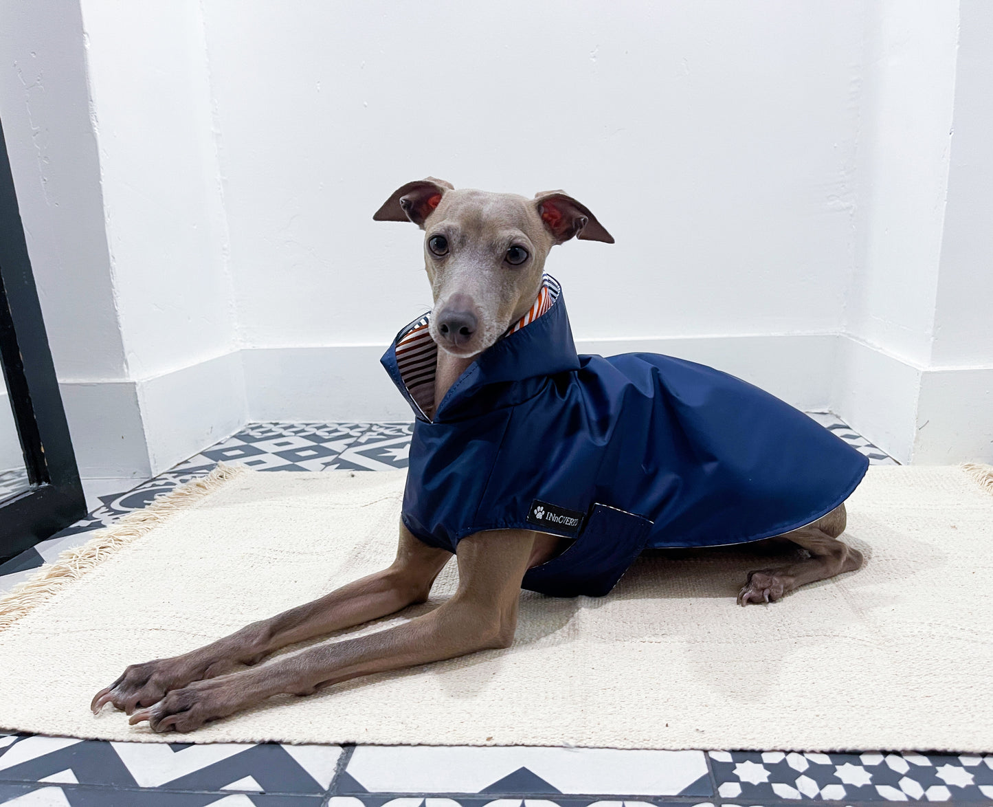 Imperméable petit lévrier italien innovertodog