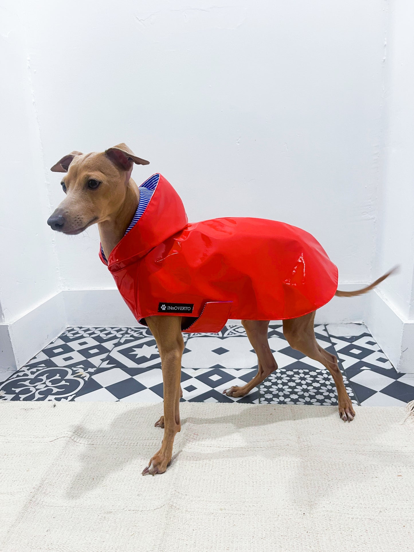 Imperméable petit lévrier italien innoverto.dog