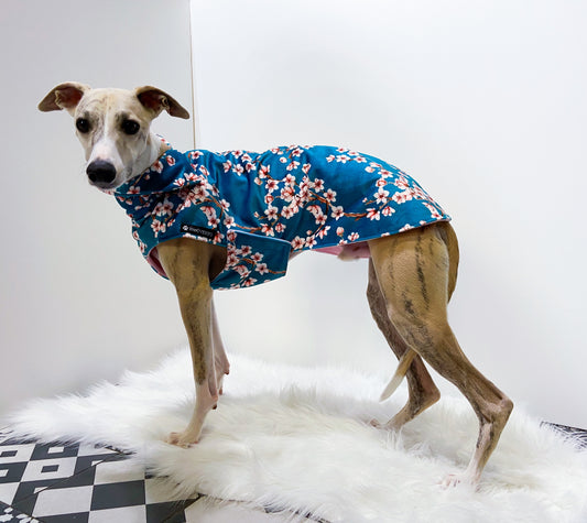 Manteau whippet innoverto.dog