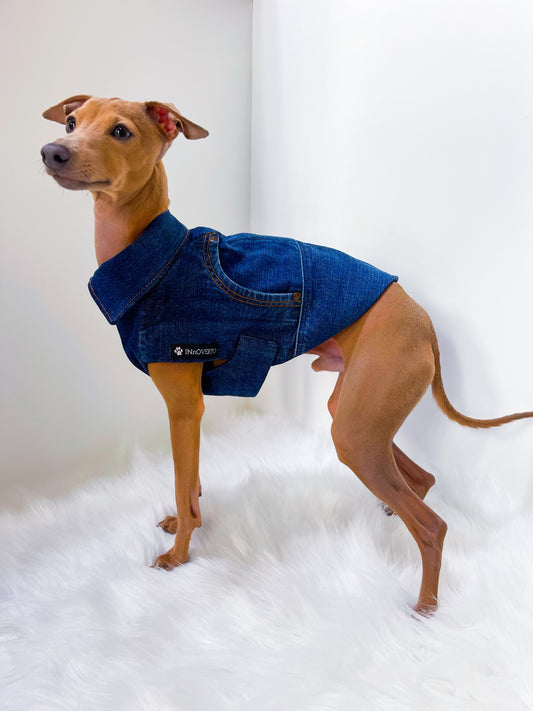 Veste en jeans petit lévrier italien innovertodog