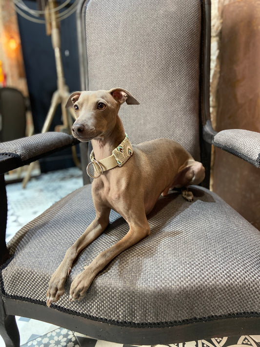 Collier martingale lévrier - Collier lévrier