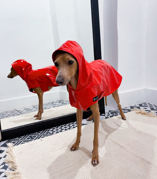 Imperméable petit lévrier italien innoverto.dog