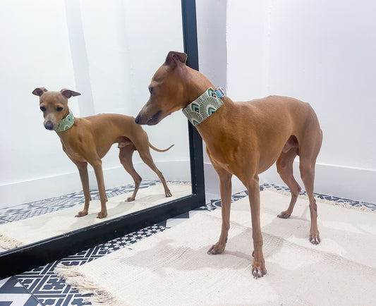 Collier martingale petit lévrier italien innoverto-dog - martingale lévrier innoverto-dog