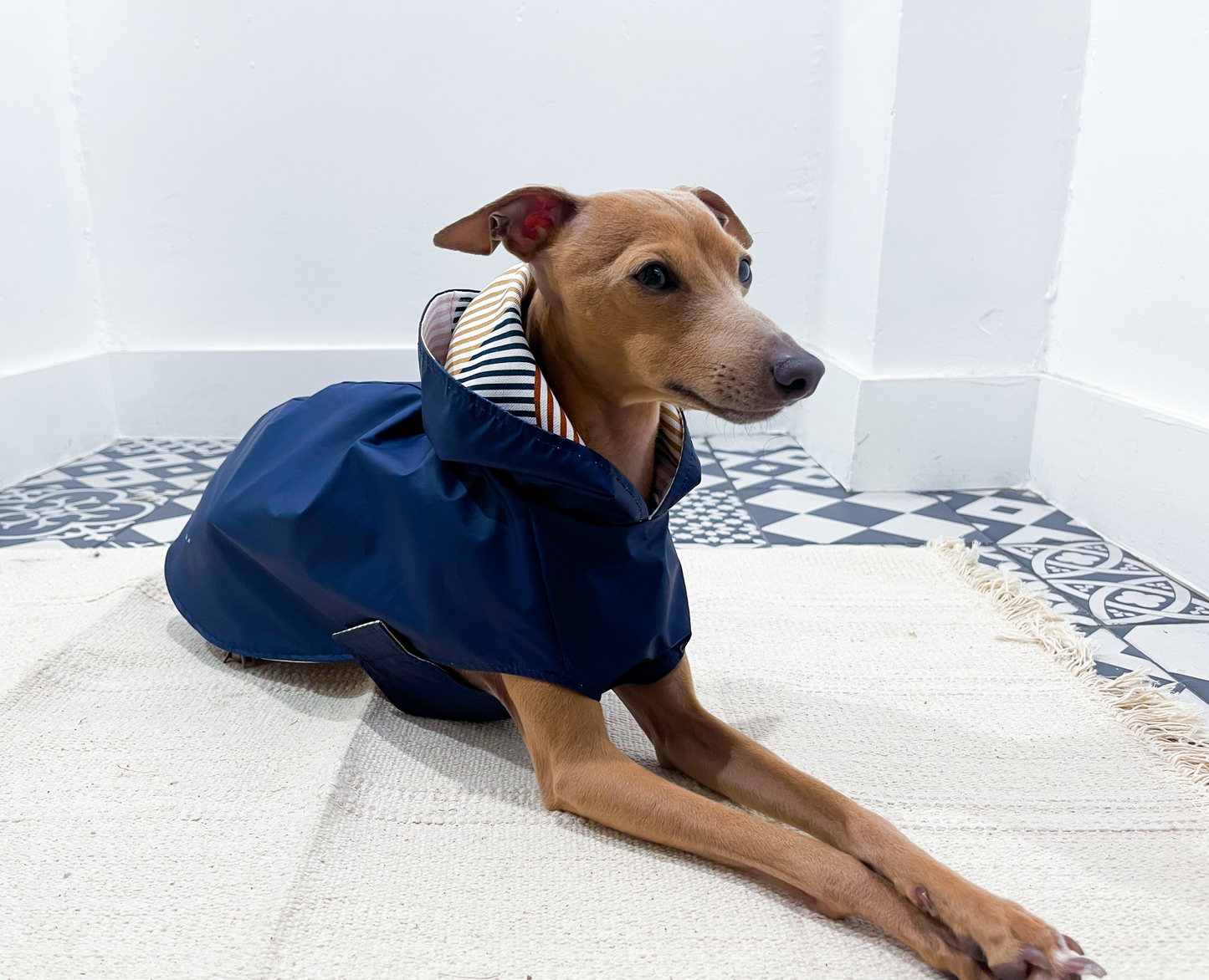Imperméable petit lévrier italien innovertodog