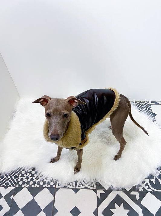 Blouson aviateur petit lévrier italien innovertodog