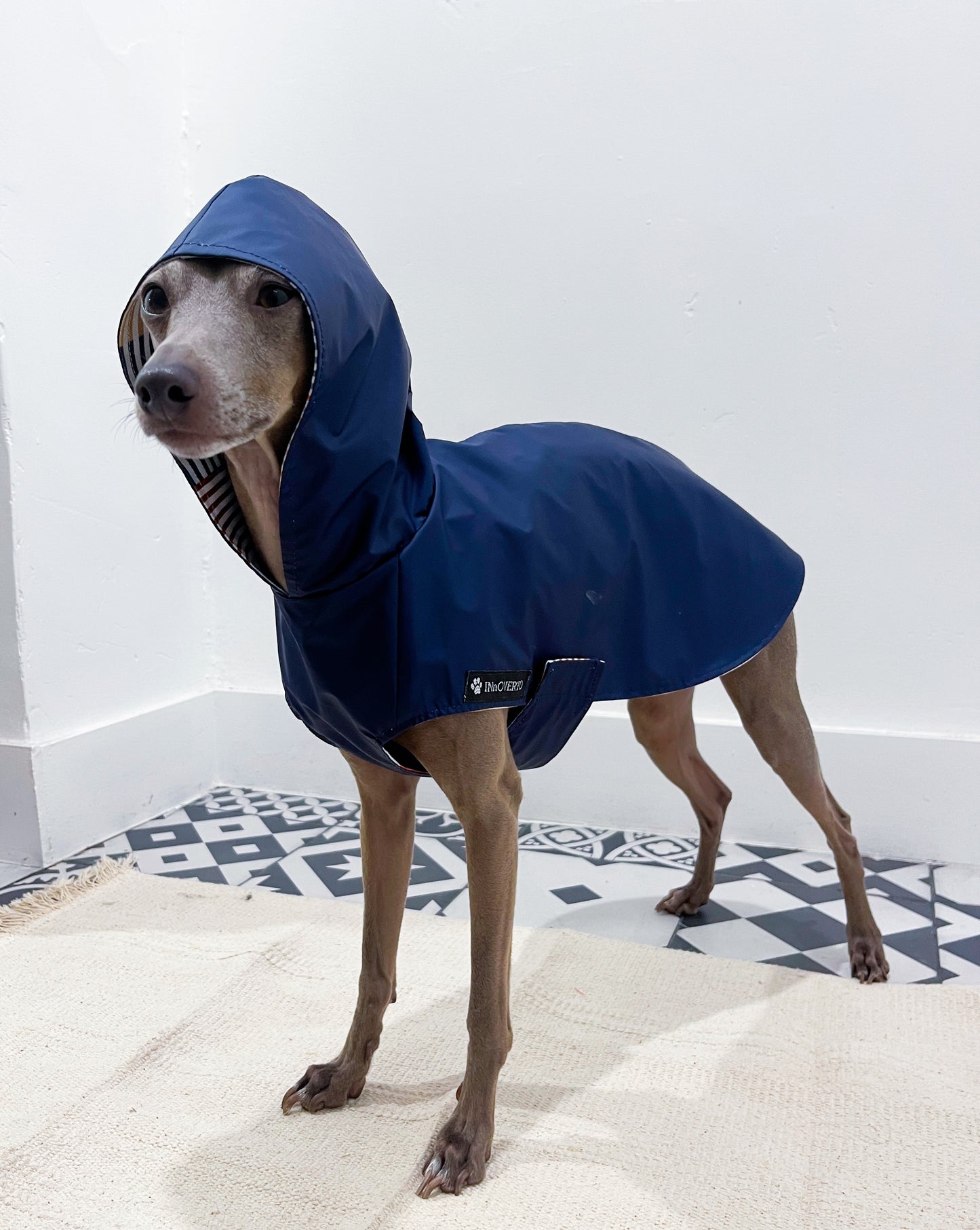 Imperméable petit lévrier italien innovertodog