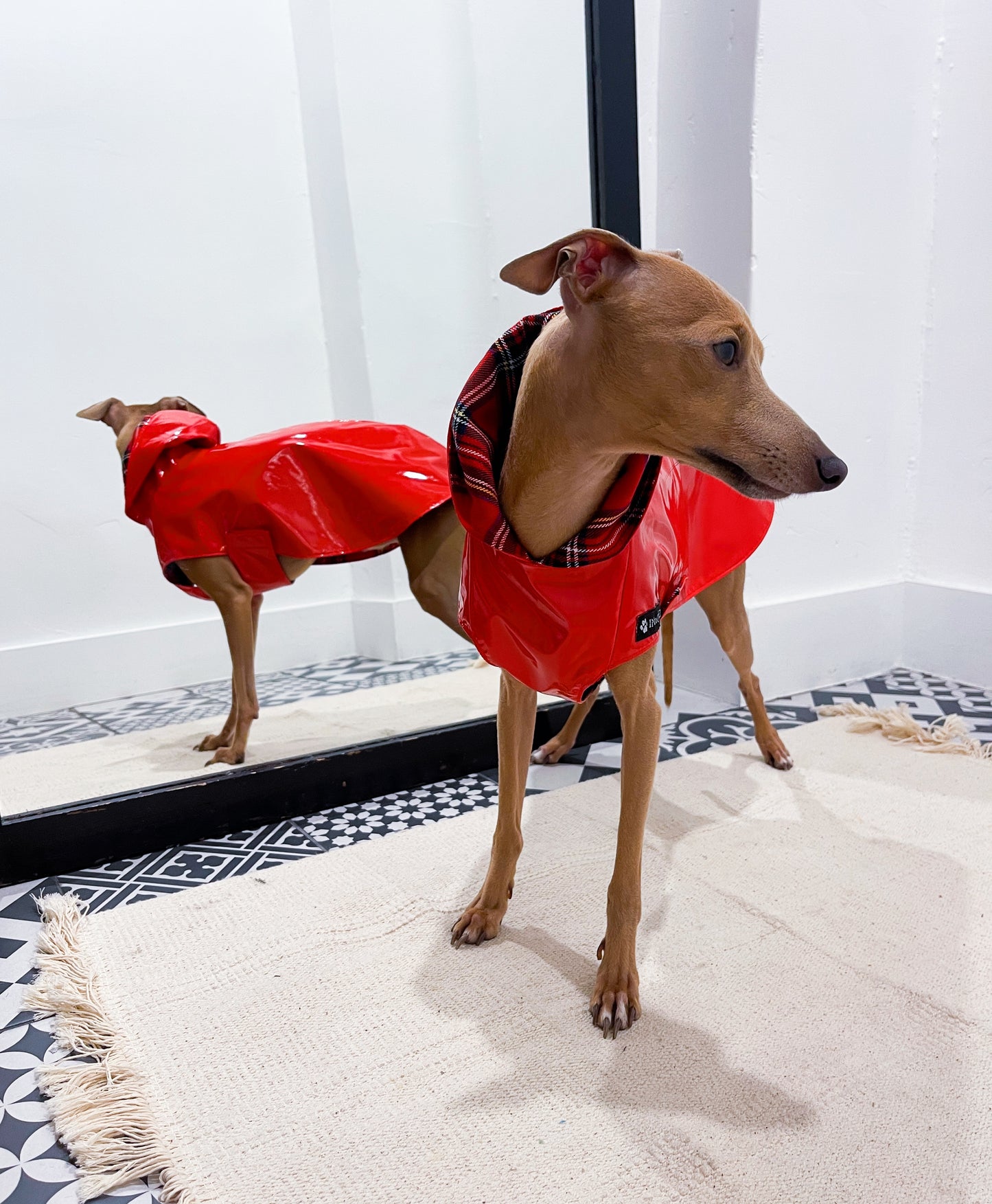 Imperméable petit lévrier italien innoverto.dog