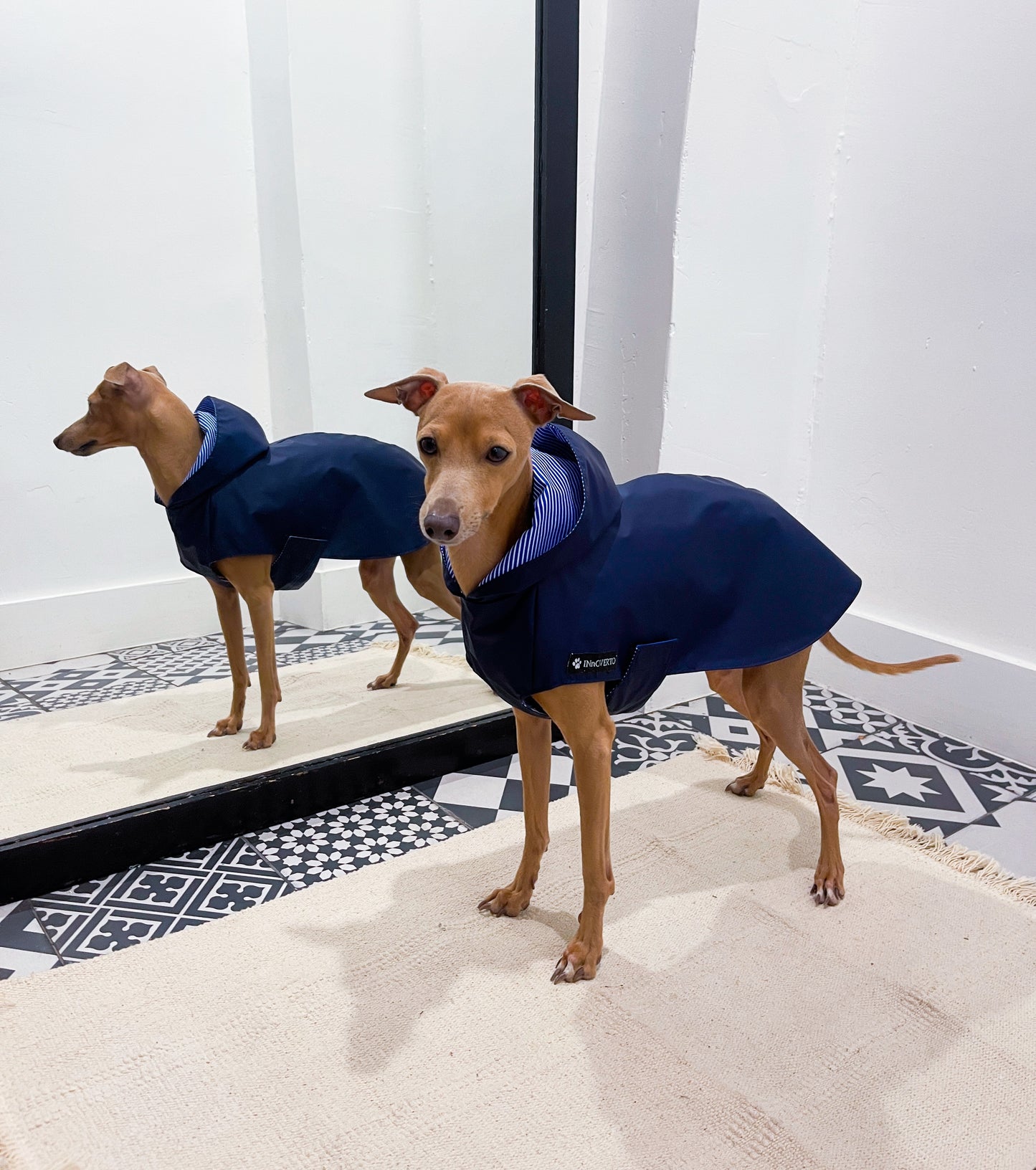 Imperméable petit lévrier italien innovertodog