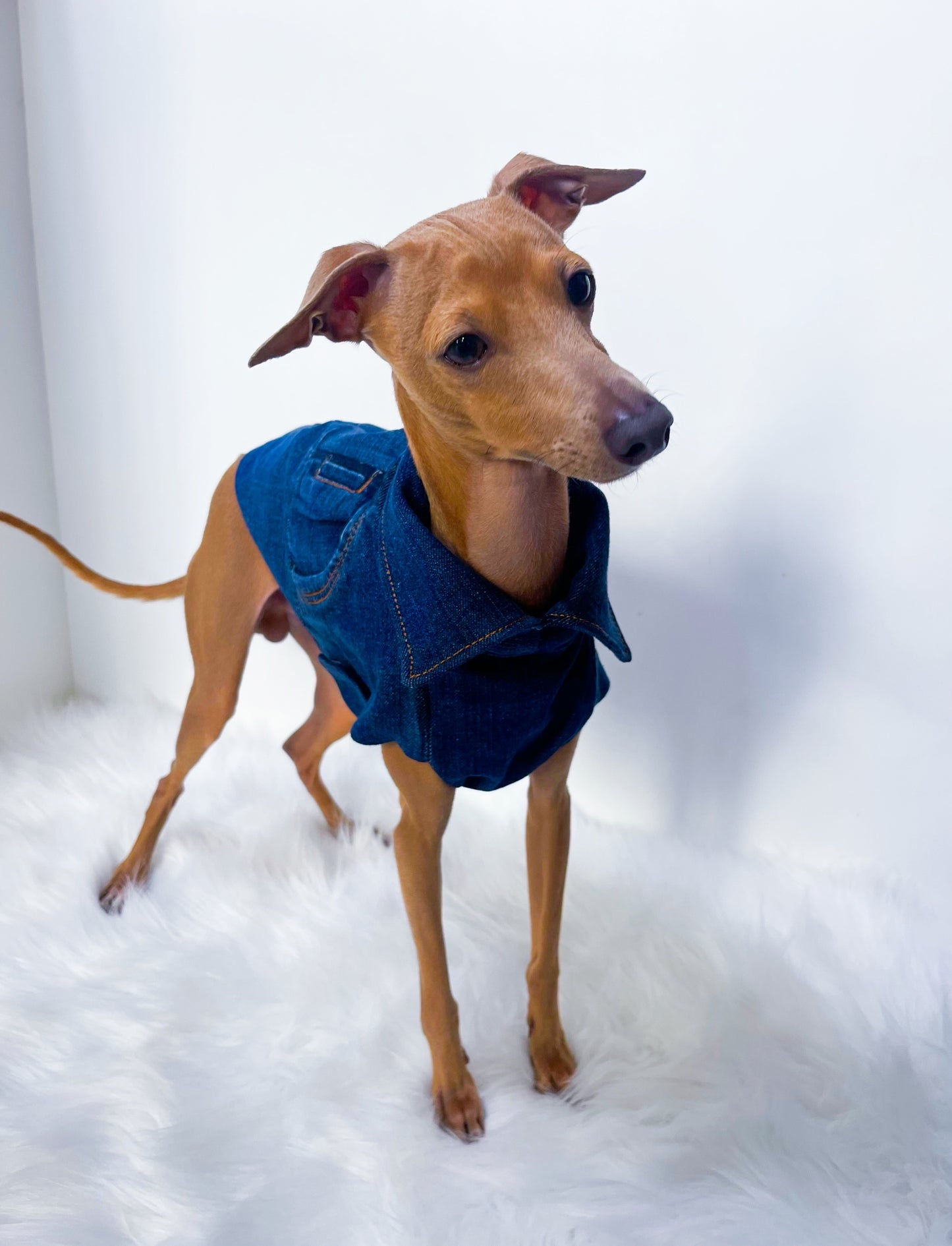 Veste en jeans petit lévrier italien innovertodog