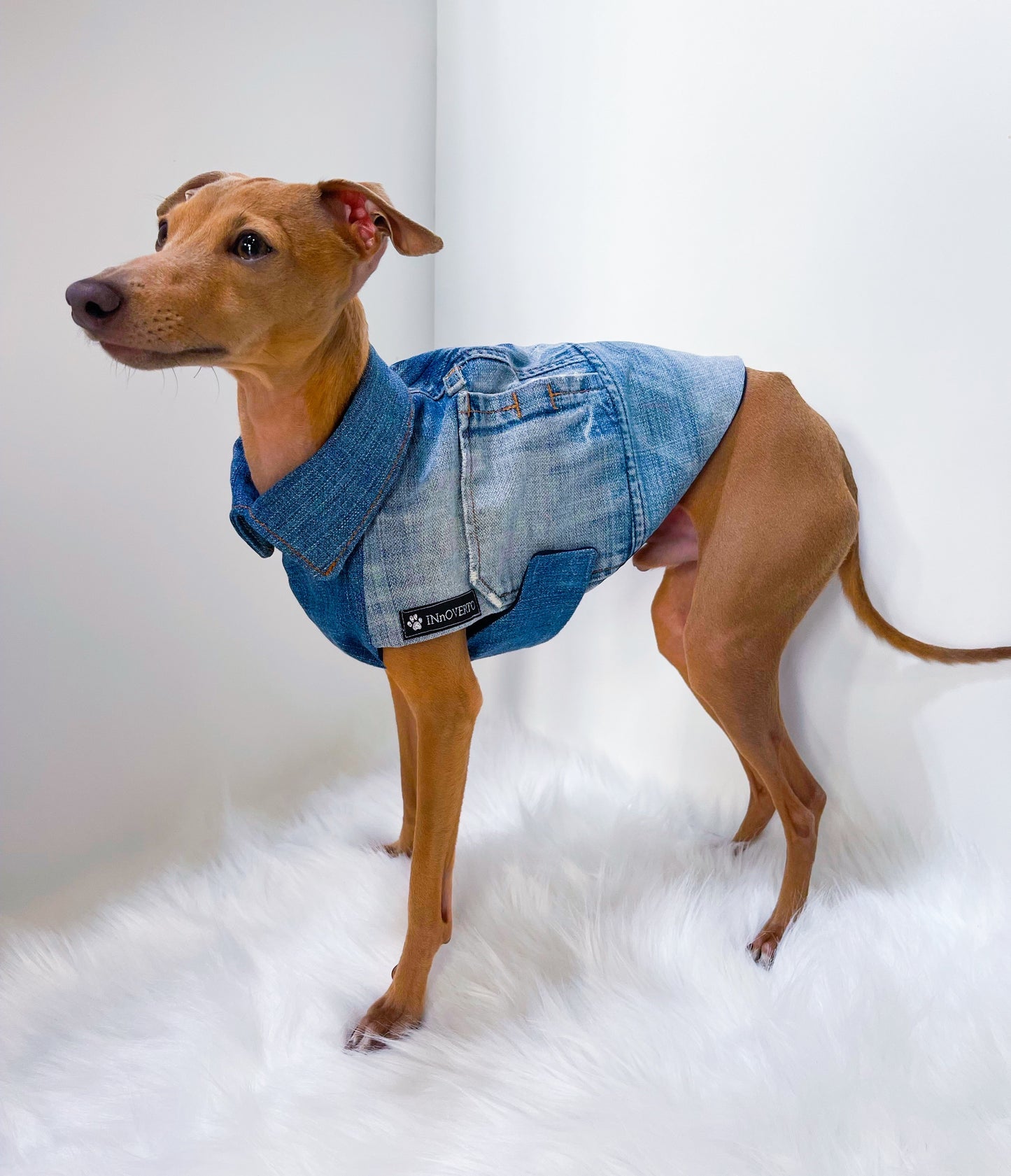 Veste en jeans petit lévrier italien innovertodog