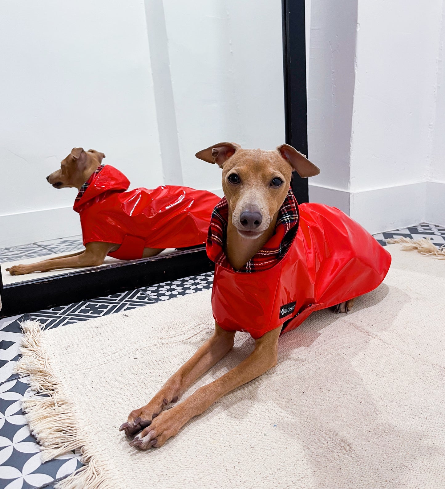 Imperméable petit lévrier italien innoverto.dog
