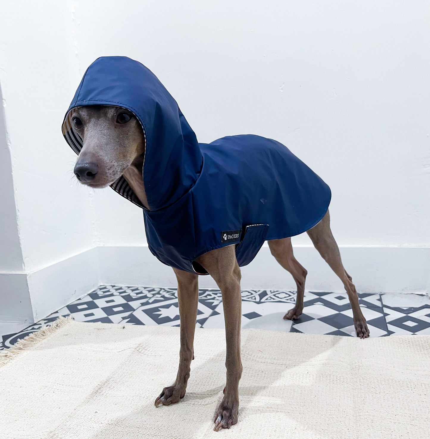 Imperméable petit lévrier italien innovertodog