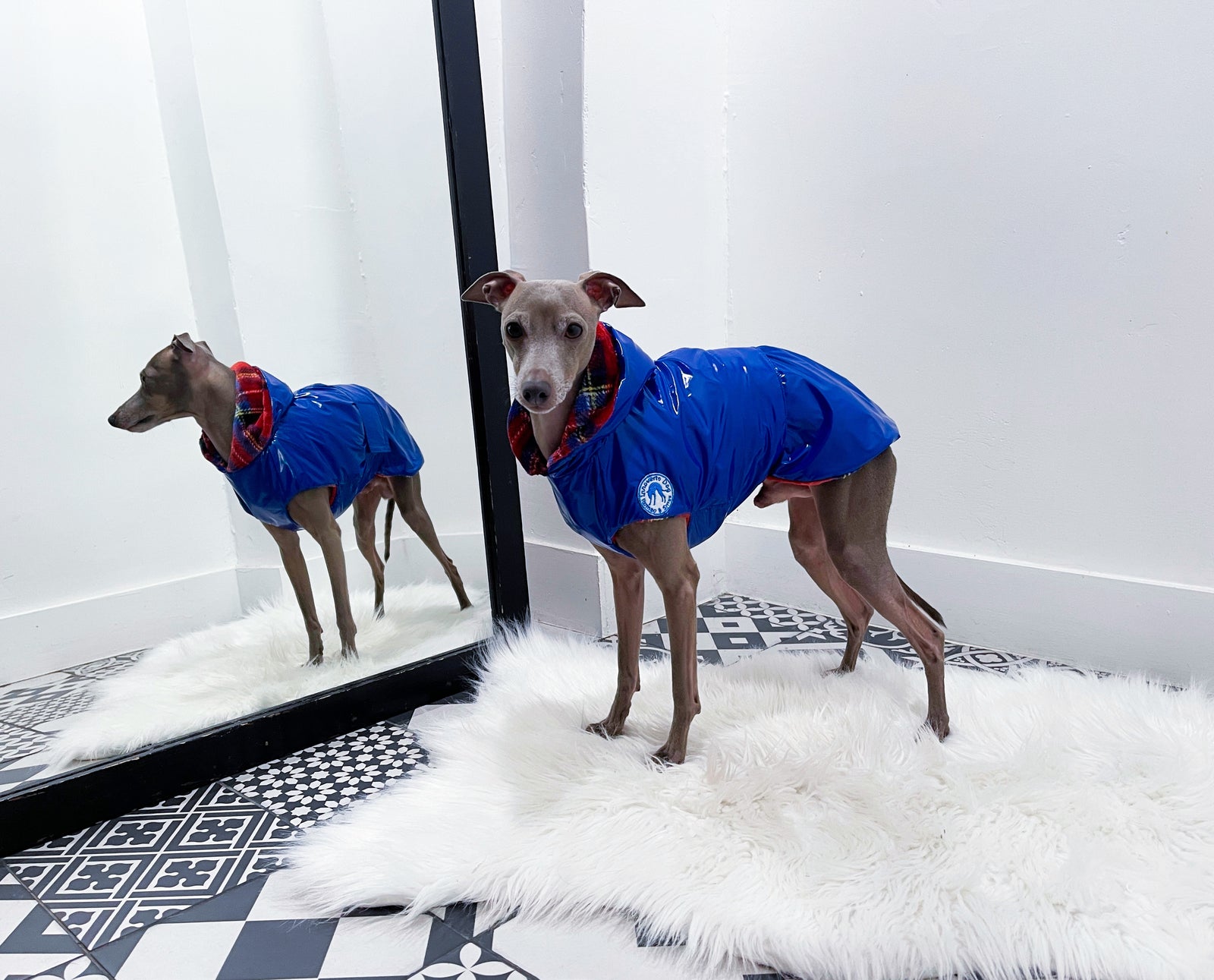Blouson imperméable petit lévrier italien innoverto.dog