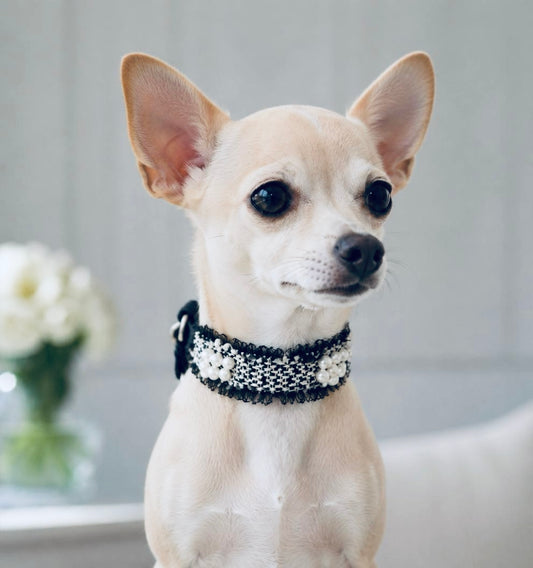 Collier ajustable pour chiots et petits chiens “Coco”