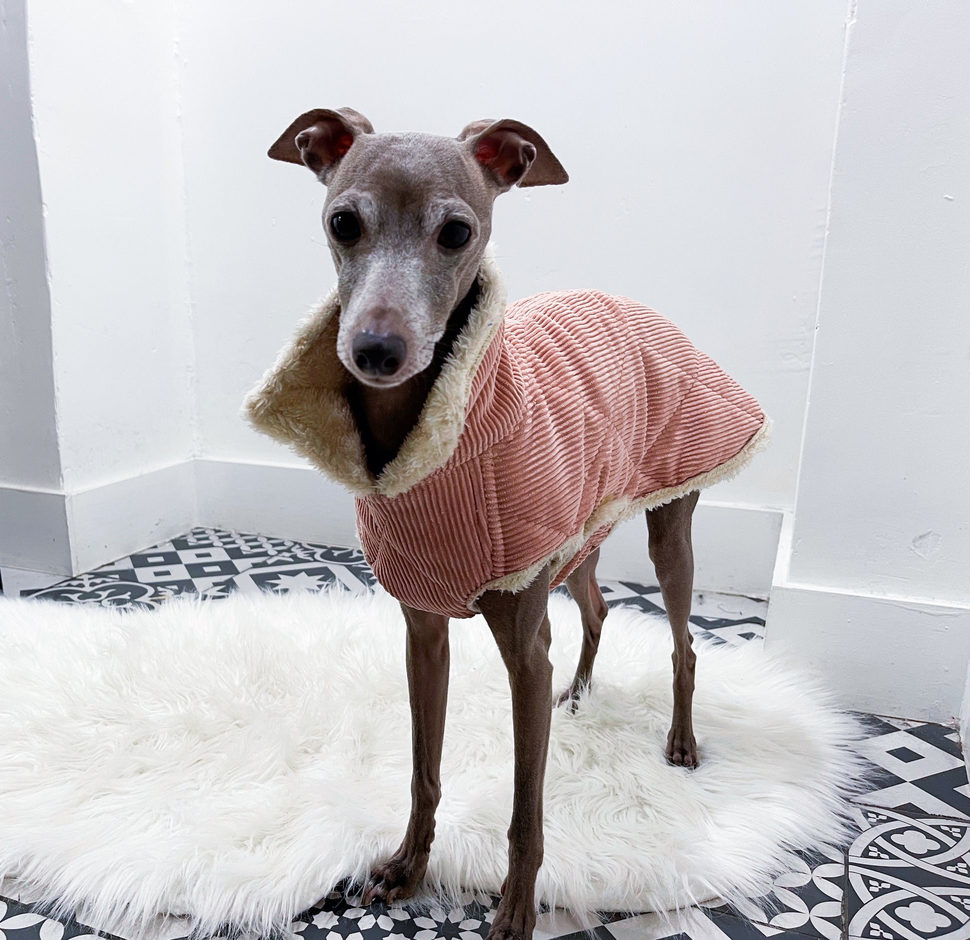 Manteau Velours Rose Doublé Fourrure Synthétique Beige Petit Lévrier Italien Innoverto.dog