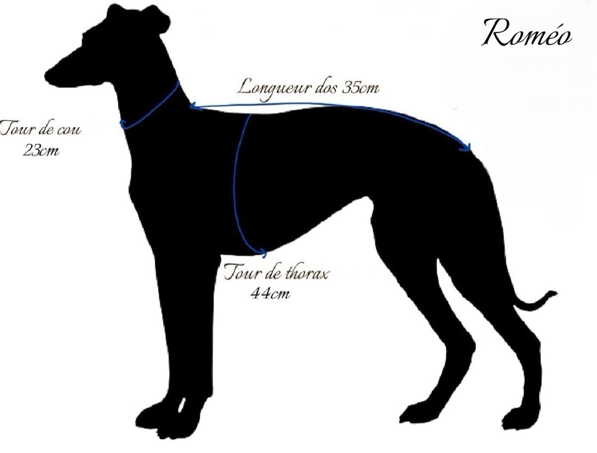Schéma des mensurations de Roméo, lévrier italien : longueur du dos 35 cm, tour de cou 23 cm et tour de thorax 44 cm.