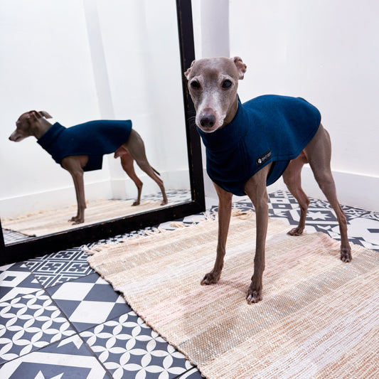 Lévrier italien portant un sweat bleu à col montant INnOVERTO Dog.