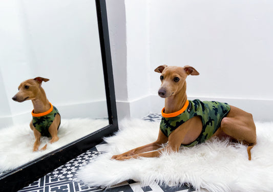 Sirius couché, portant le côté imprimé vert du débardeur réversible INnOVERTO Dog à bordures orange.