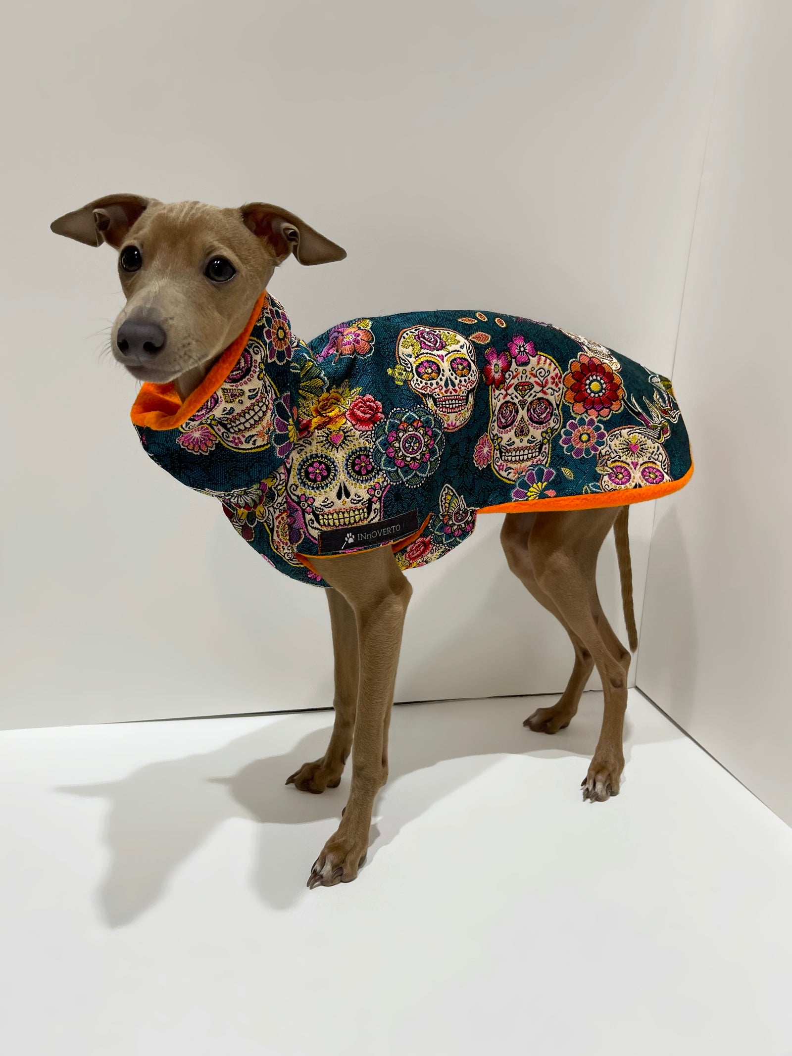 Pull manteau petit lévrier italien crânes mexicains