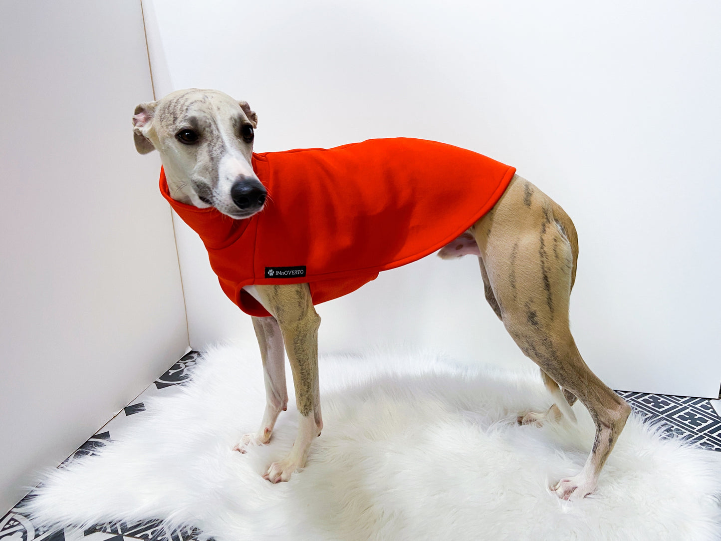 Sweat-shirt whippet innoverto.dog