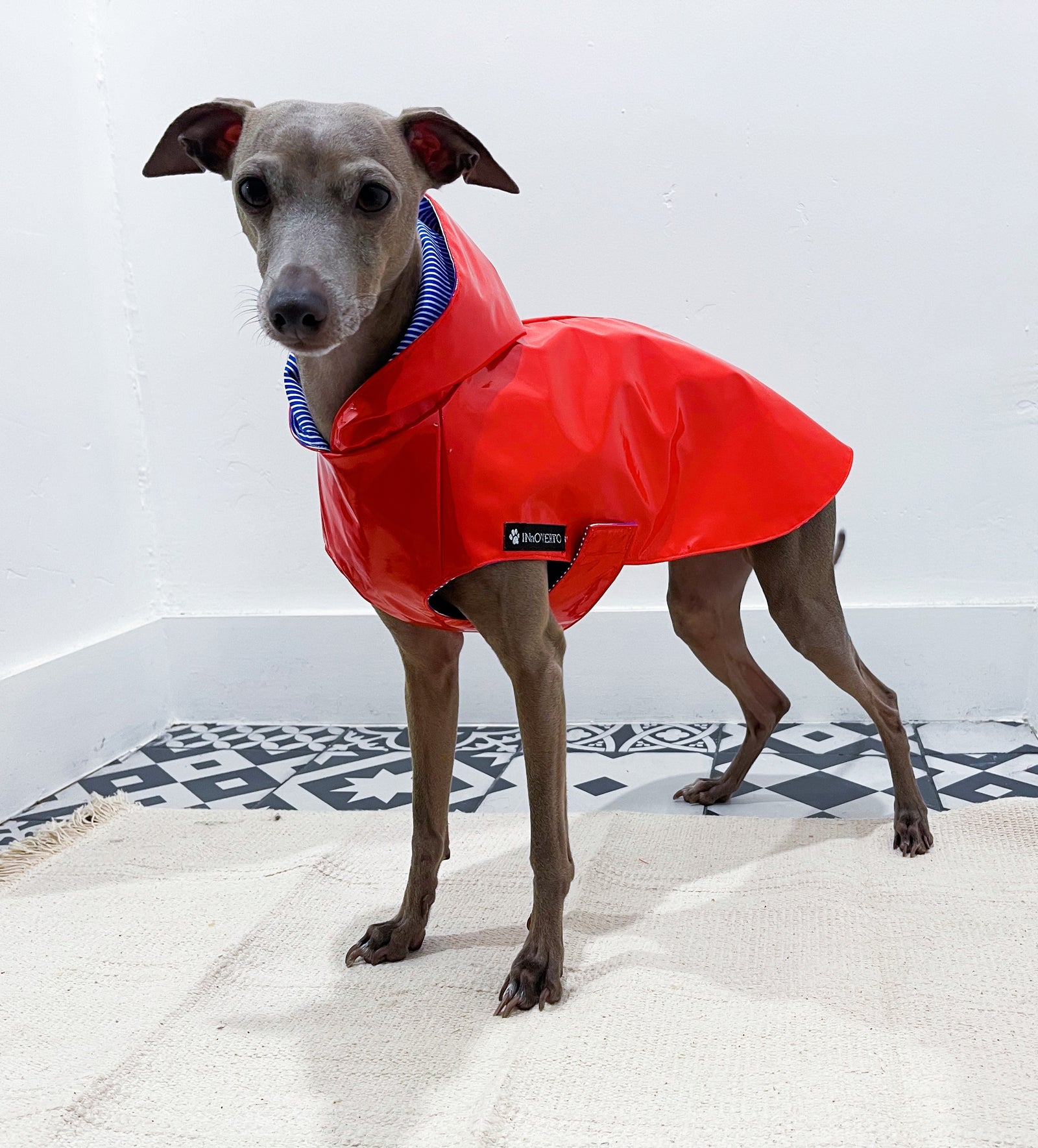 Imperméable lévrier innoverto.dog