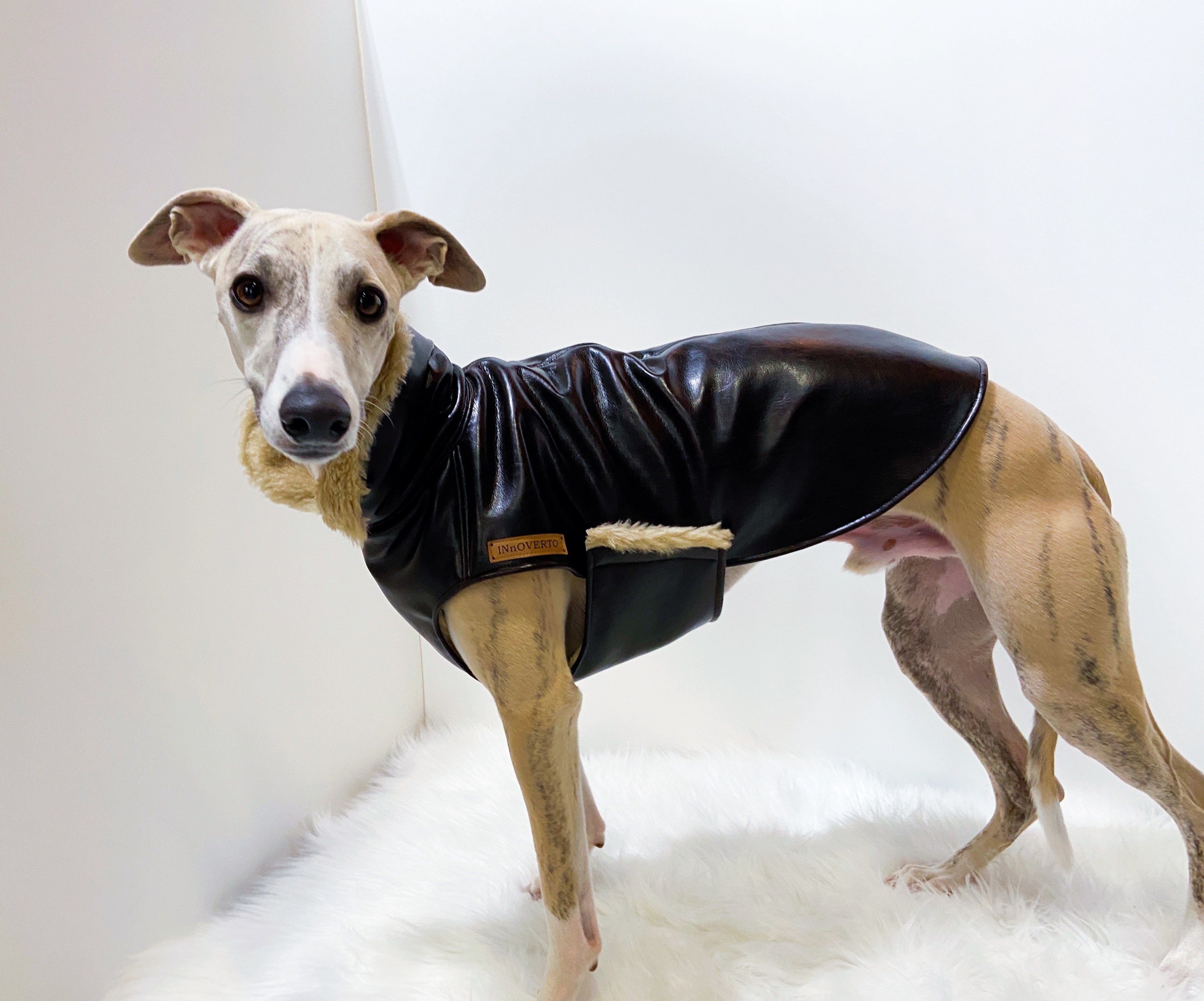 Manteau levrier whippet hot sale