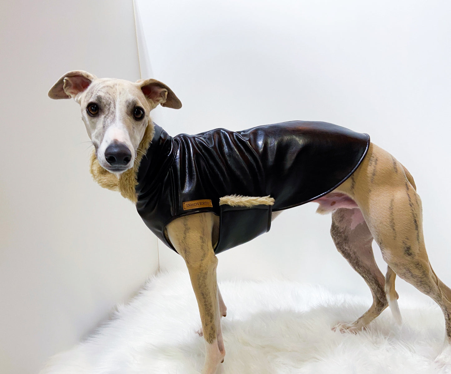 Blouson bombardier whippet innovertodog