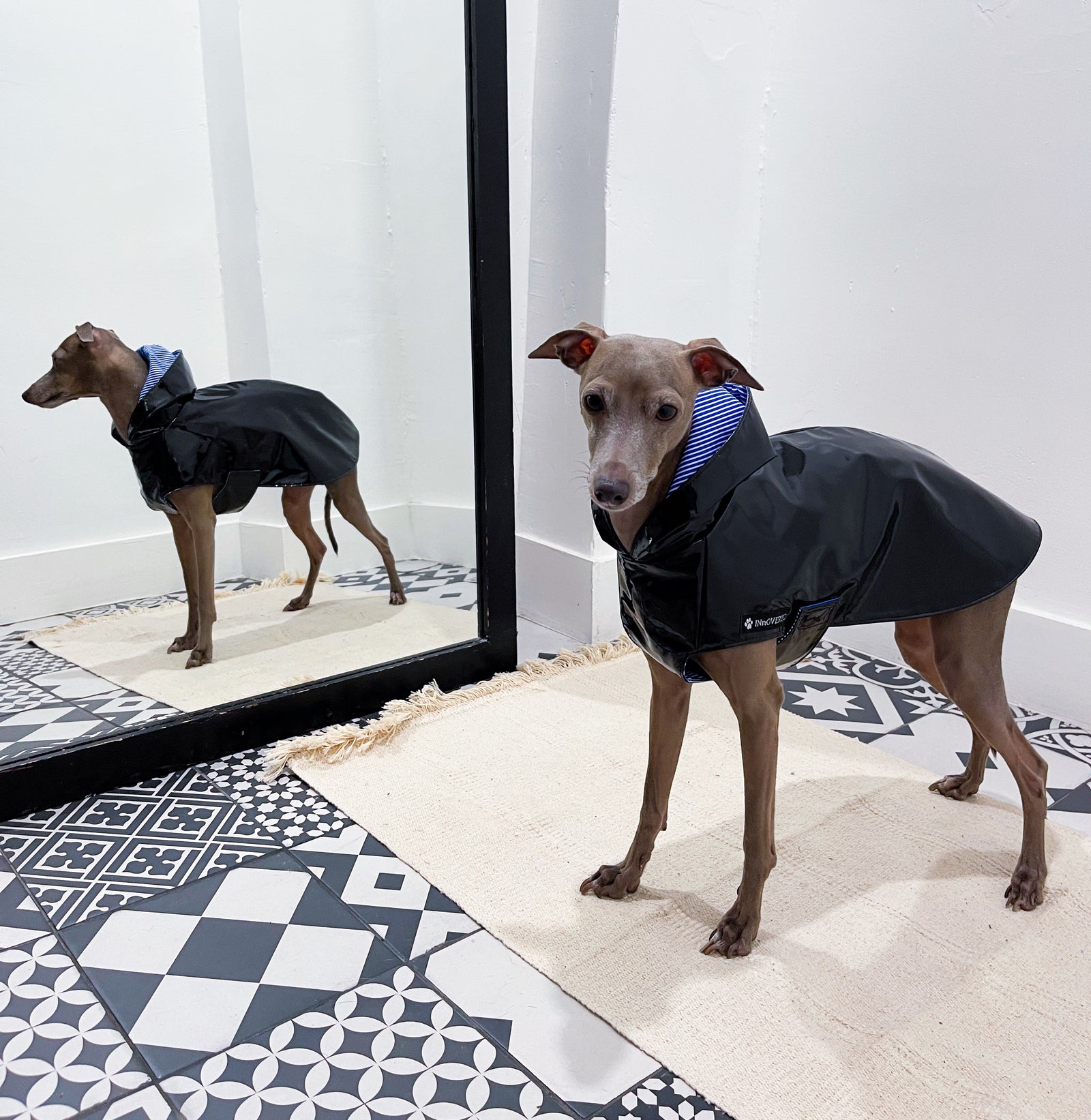 Imperméable lévrier innoverto.dog