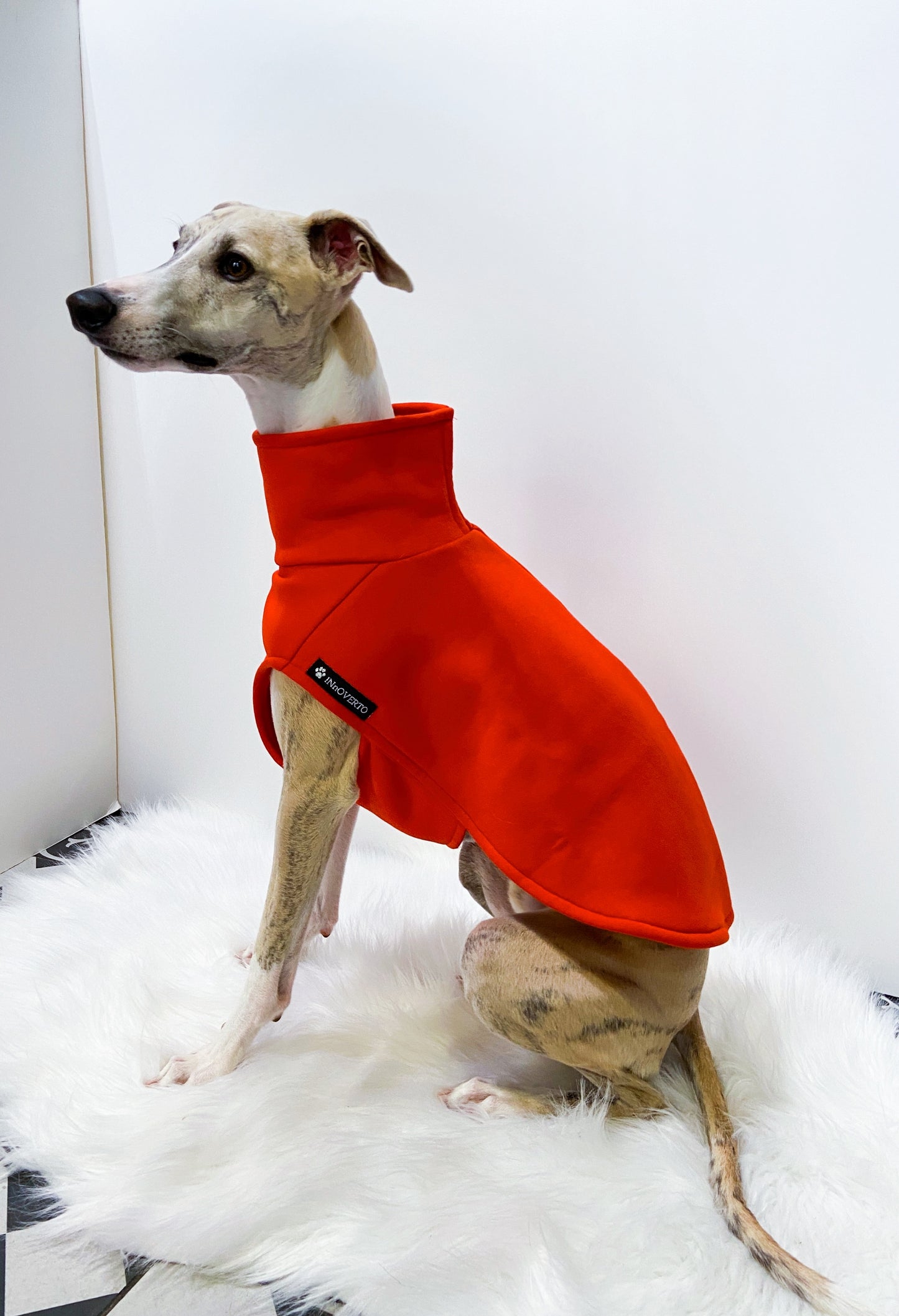 Sweat-shirt whippet innoverto.dog