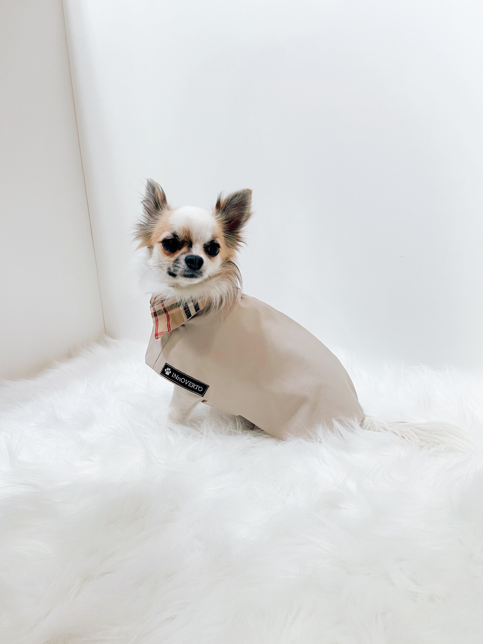 Trench manteau chihuahua