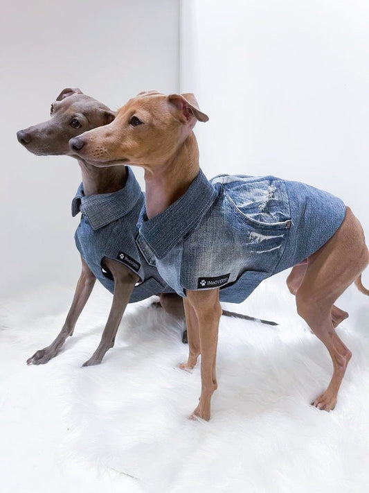 Veste en jeans petit lévrier italien innovertodog