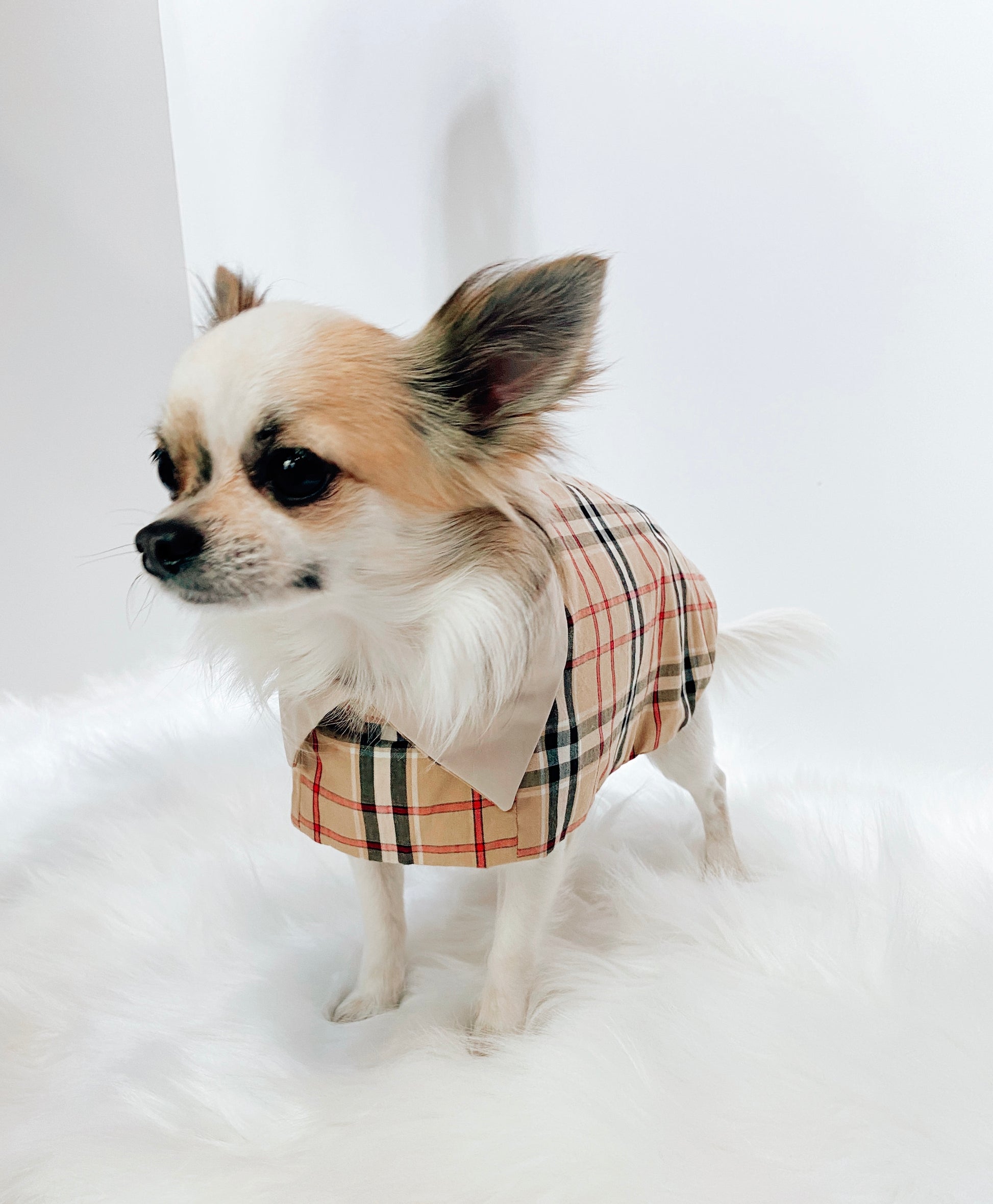 Trench manteau chihuahua