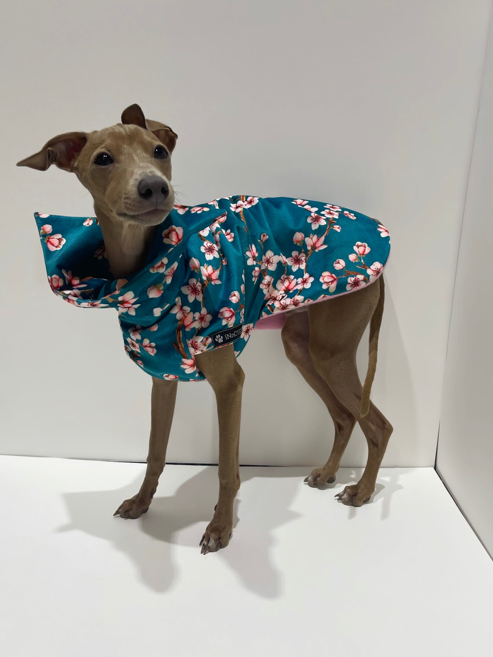 Manteau whippet innoverto.dog