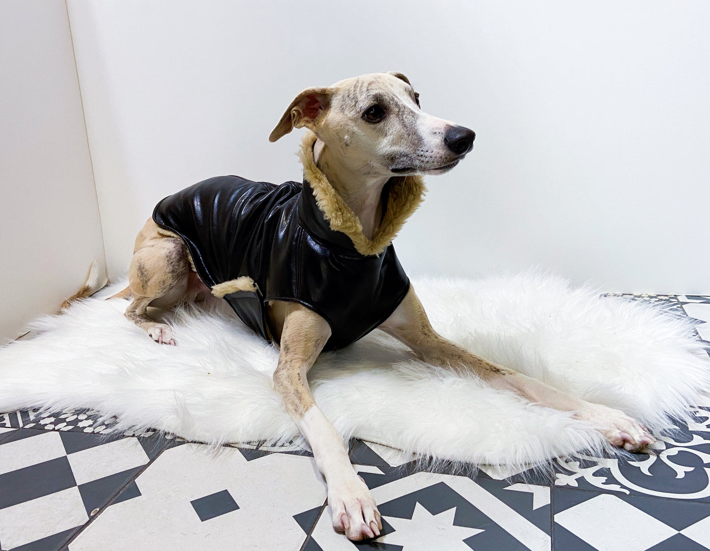 Blouson bombardier whippet innovertodog